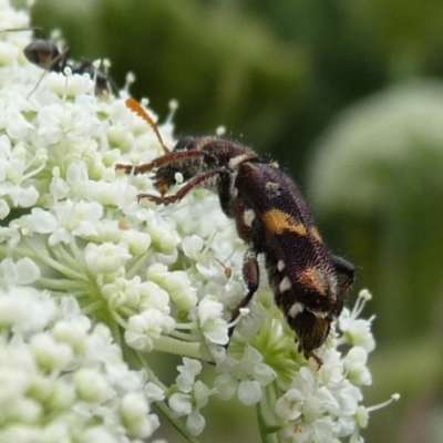 Eleale pulchra (Clerid beetle) at Mongarlowe River - 2 Jan 2014 by arjay