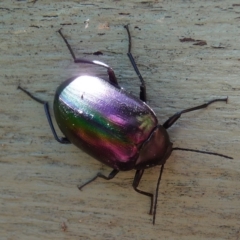 Chalcopteroides columbinus (Rainbow darkling beetle) at QPRC LGA - 9 Jan 2010 by arjay