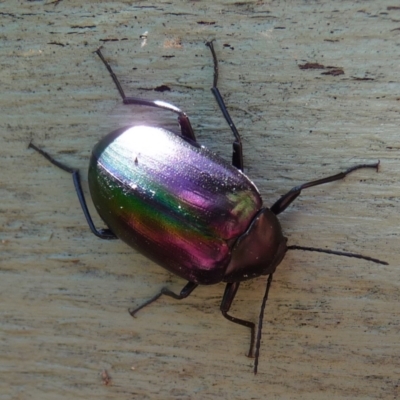 Chalcopteroides columbinus (Rainbow darkling beetle) at Mongarlowe River - 9 Jan 2010 by arjay