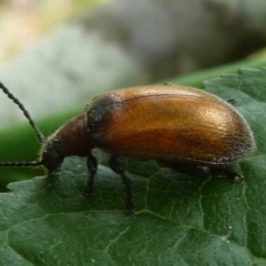 Ecnolagria grandis (Honeybrown beetle) at QPRC LGA - 23 Dec 2013 by arjay