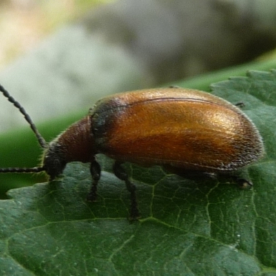 Ecnolagria grandis (Honeybrown beetle) at Charleys Forest, NSW - 23 Dec 2013 by arjay