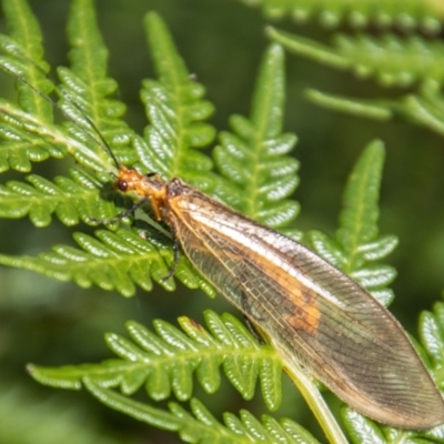 Stenosmylus sp. (genus) at Cotter River, ACT - 7 Mar 2023 by SWishart