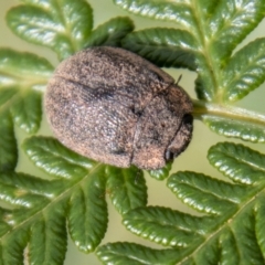 Trachymela sp. (genus) (Brown button beetle) at Namadgi National Park - 7 Mar 2023 by SWishart