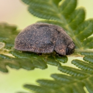 Trachymela sp. (genus) at Cotter River, ACT - 8 Mar 2023