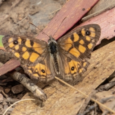 Geitoneura klugii (Marbled Xenica) at Namadgi National Park - 7 Mar 2023 by SWishart