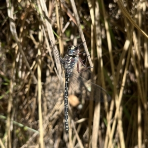 Austroaeschna multipunctata at Paddys River, ACT - 10 Mar 2023