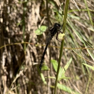 Austroaeschna multipunctata at Paddys River, ACT - 10 Mar 2023