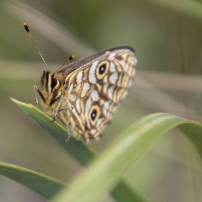 Oreixenica lathoniella (Silver Xenica) at Cotter River, ACT - 8 Mar 2023 by SWishart