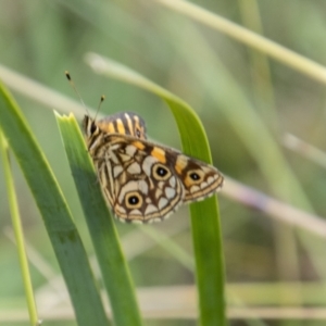 Oreixenica lathoniella at Cotter River, ACT - 8 Mar 2023 10:58 AM