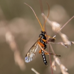 Echthromorpha intricatoria (Cream-spotted Ichneumon) at Namadgi National Park - 8 Mar 2023 by SWishart