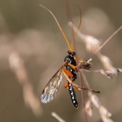 Echthromorpha intricatoria (Cream-spotted Ichneumon) at Cotter River, ACT - 8 Mar 2023 by SWishart