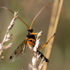 Echthromorpha intricatoria at Cotter River, ACT - 8 Mar 2023