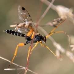 Echthromorpha intricatoria at Cotter River, ACT - 8 Mar 2023