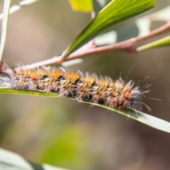 Anthela (genus) immature (Unidentified Anthelid Moth) at Cotter River, ACT - 8 Mar 2023 by SWishart