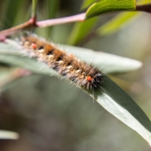 Anthela (genus) immature at Cotter River, ACT - 8 Mar 2023