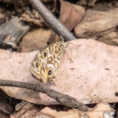 Geitoneura acantha (Ringed Xenica) at Namadgi National Park - 8 Mar 2023 by SWishart