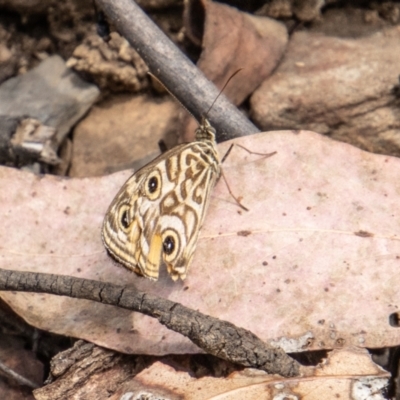 Geitoneura acantha (Ringed Xenica) at Cotter River, ACT - 8 Mar 2023 by SWishart