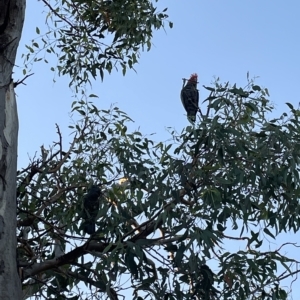 Callocephalon fimbriatum at Weetangera, ACT - 10 Mar 2023