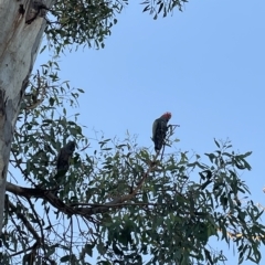 Callocephalon fimbriatum at Weetangera, ACT - 10 Mar 2023