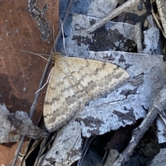 Scopula rubraria (Reddish Wave, Plantain Moth) at Bruce, ACT - 10 Mar 2023 by SteveBorkowskis