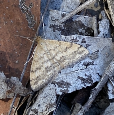 Scopula rubraria (Reddish Wave, Plantain Moth) at Bruce, ACT - 10 Mar 2023 by SteveBorkowskis