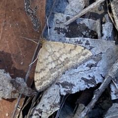 Scopula rubraria at Bruce, ACT - 10 Mar 2023