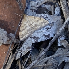 Scopula rubraria at Bruce, ACT - 10 Mar 2023