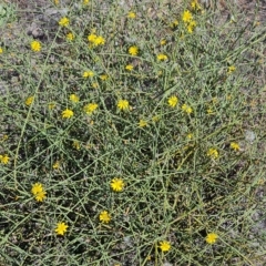 Chondrilla juncea (Skeleton Weed) at Wambrook, NSW - 10 Mar 2023 by Mike