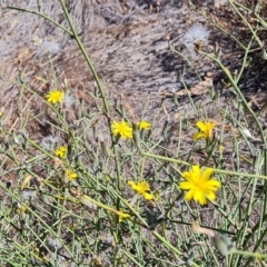 Chondrilla juncea at Wambrook, NSW - suppressed