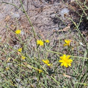 Chondrilla juncea at Wambrook, NSW - 10 Mar 2023