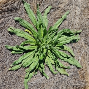 Echium vulgare at Wambrook, NSW - 10 Mar 2023
