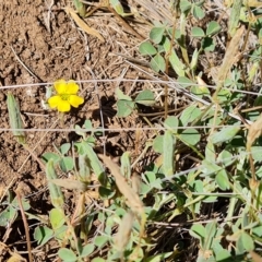 Oxalis perennans (Grassland Wood Sorrel) at Wambrook, NSW - 10 Mar 2023 by Mike