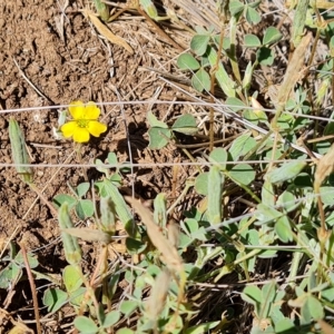 Oxalis perennans at Wambrook, NSW - 10 Mar 2023