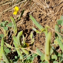 Oxalis perennans at Wambrook, NSW - 10 Mar 2023