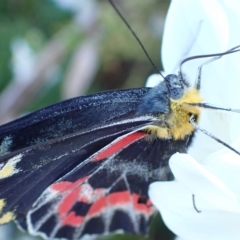 Delias harpalyce (Imperial Jezebel) at Murrumbateman, NSW - 10 Mar 2023 by SimoneC