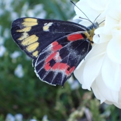 Delias harpalyce at Murrumbateman, NSW - 10 Mar 2023 06:19 PM