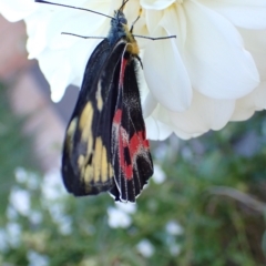 Delias harpalyce at Murrumbateman, NSW - 10 Mar 2023