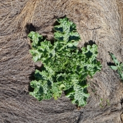 Silybum marianum (Variegated Thistle) at Wambrook, NSW - 10 Mar 2023 by Mike