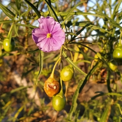 Solanum linearifolium (Kangaroo Apple) at Fadden, ACT - 10 Mar 2023 by KumikoCallaway