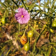Solanum linearifolium (Kangaroo Apple) at Fadden, ACT - 9 Mar 2023 by KumikoCallaway