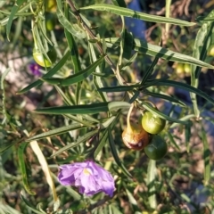 Solanum linearifolium at Fadden, ACT - 10 Mar 2023
