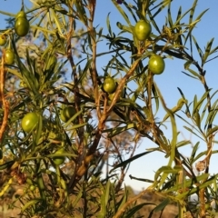 Solanum linearifolium at Fadden, ACT - 10 Mar 2023 07:27 AM