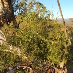 Solanum linearifolium at Fadden, ACT - 10 Mar 2023