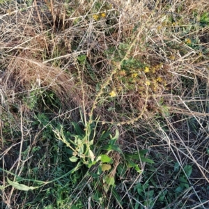 Rumex brownii at Fadden, ACT - 10 Mar 2023