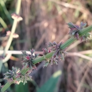 Rumex brownii at Fadden, ACT - 10 Mar 2023