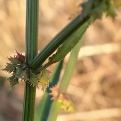 Rumex brownii at Fadden, ACT - 10 Mar 2023