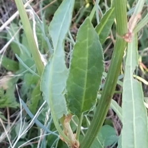 Rumex brownii at Fadden, ACT - 10 Mar 2023
