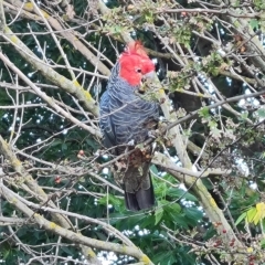 Callocephalon fimbriatum (Gang-gang Cockatoo) at Wambrook, NSW - 9 Mar 2023 by Mike