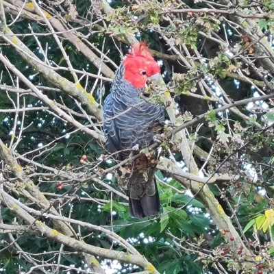 Callocephalon fimbriatum (Gang-gang Cockatoo) at Wambrook, NSW - 9 Mar 2023 by Mike