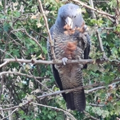 Callocephalon fimbriatum at Wambrook, NSW - 10 Mar 2023